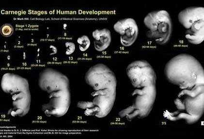 供卵做无创DNA_最大的供卵机构是哪里_试管婴儿子宫内膜多厚才适合移植、为什
